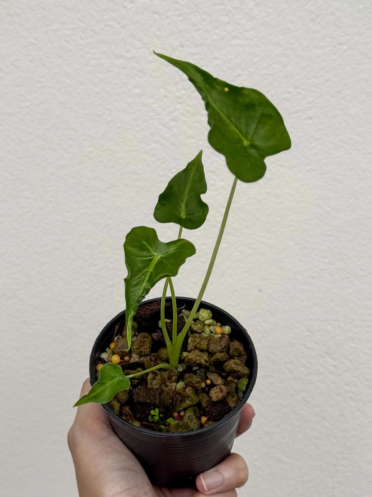 Alocasia Frydek Tattoo