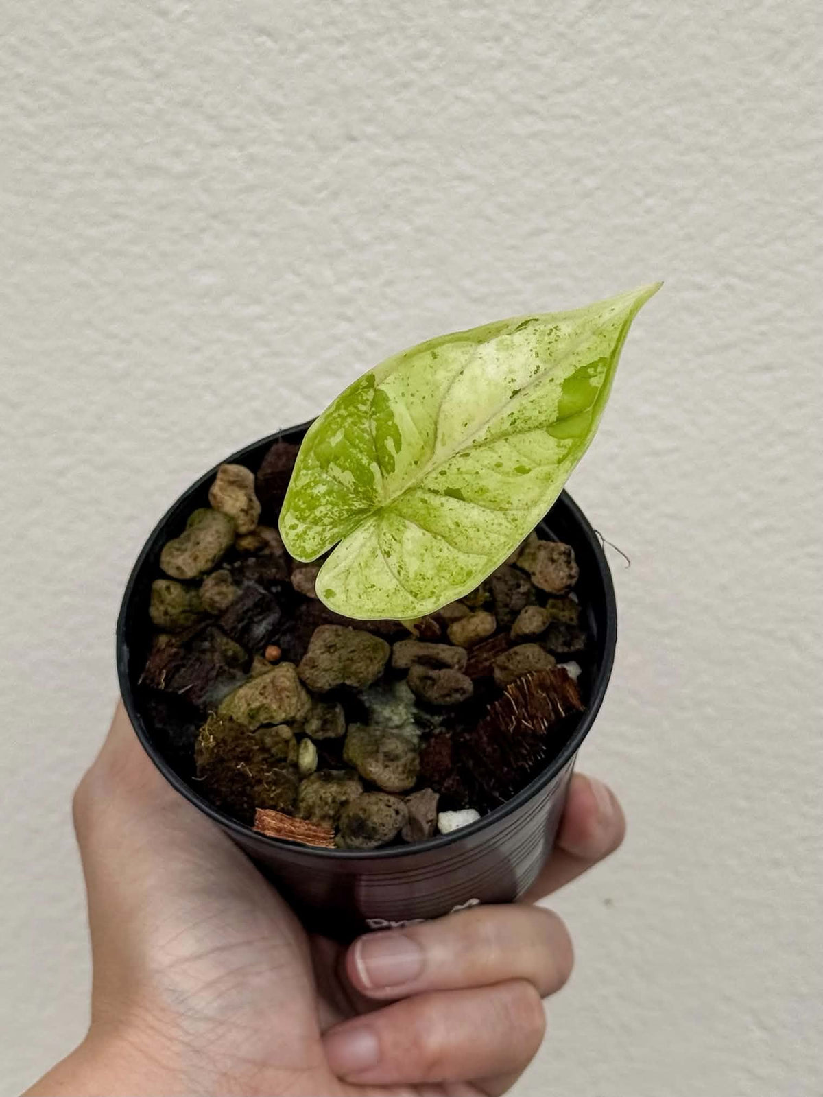 Alocasia Dragon Scale Marble-Mint