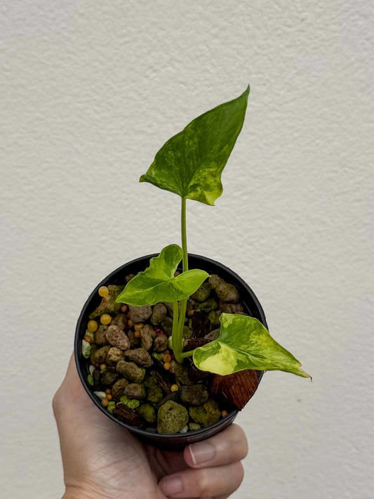 Alocasia Cucullata Crinkles Aurea