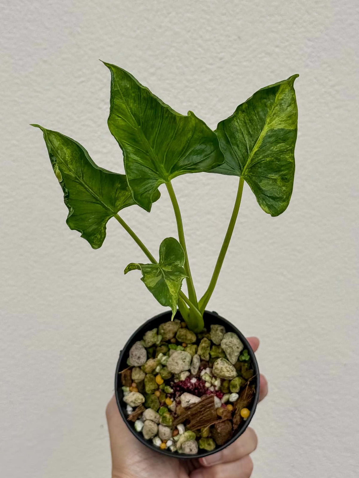 Alocasia Cucullata Crinkles Aurea (Large)
