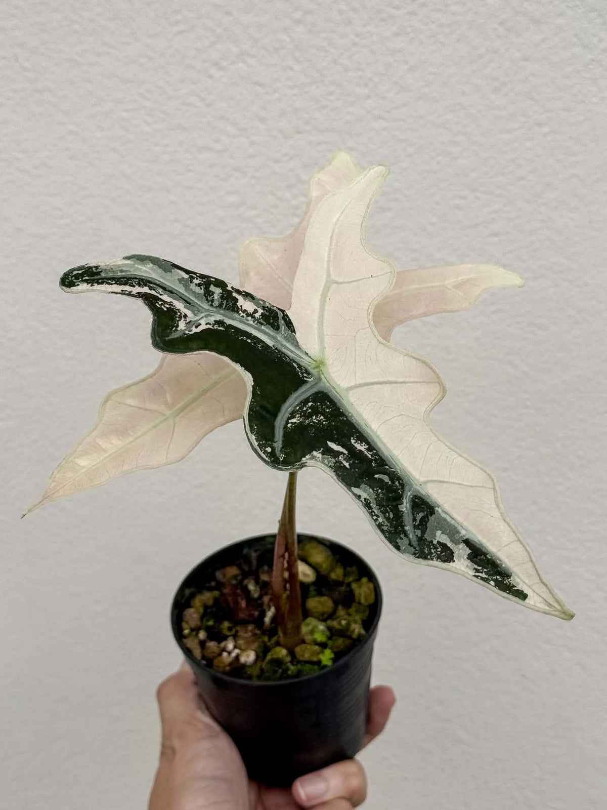 Alocasia Nobilis Pink (K)