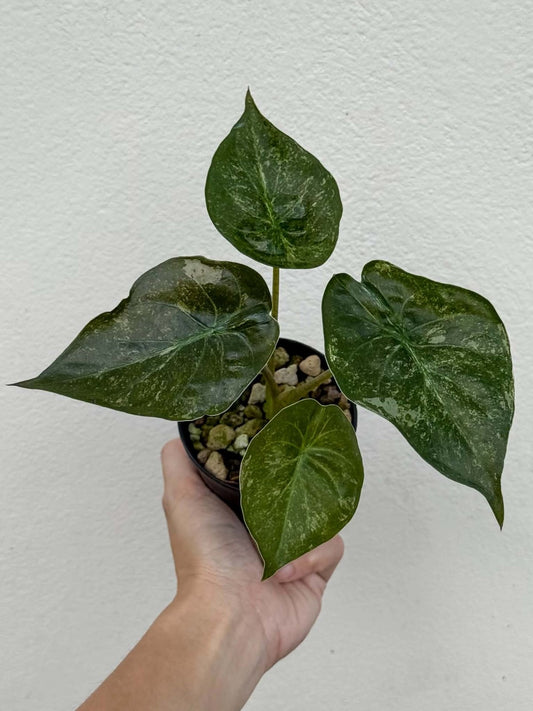 Alocasia Wentii Splash (High Var.) Pot 1 (PRE-ORDER)-NAP36