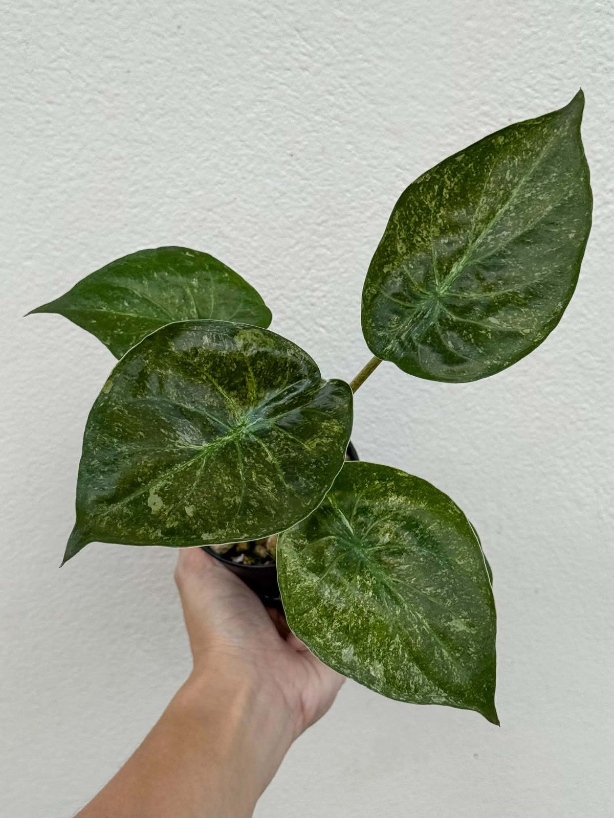 Alocasia Wentii Splash (High Var.) Pot 2 (PRE-ORDER)-NAP37