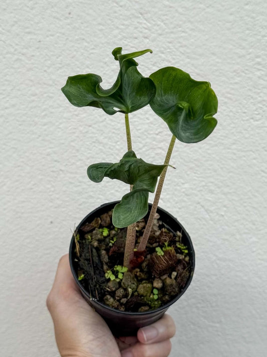 Alocasia Holly Grail Pot 1 (PRE-ORDER)-NAP38