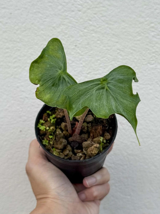 Alocasia Holly Grail Pot 2 (PRE-ORDER)-NAP39