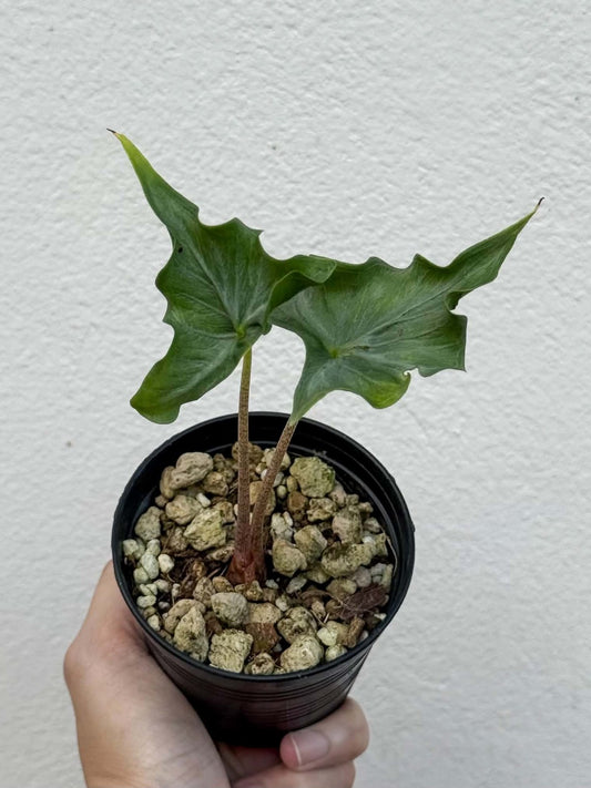Alocasia Holly Grail Pot 3 (PRE-ORDER)-NAP40