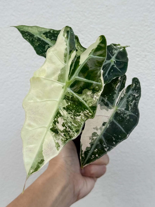 Alocasia Polly Pink (PRE-ORDER)-NAP41