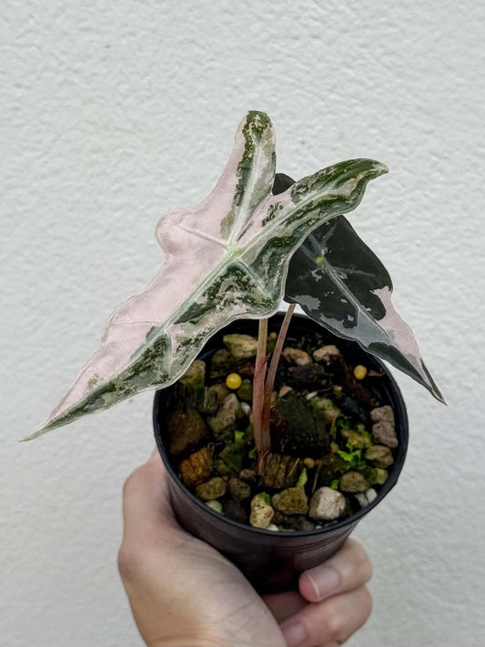 Alocasia Nobilis Pink (K) Pot 1 (PRE-ORDER)-NAP42
