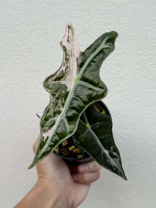 Alocasia Nobilis Pink (K) Pot 2 (PRE-ORDER)-NAP43
