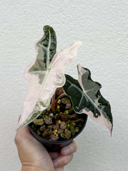 Alocasia Nobilis Pink (K) Pot 3 (PRE-ORDER)-NAP44
