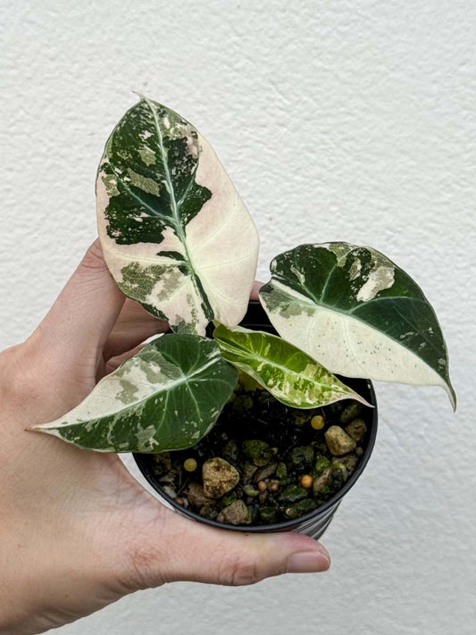 Alocasia Black Velvet Pink Pot 1 (PRE-ORDER)-NAP45