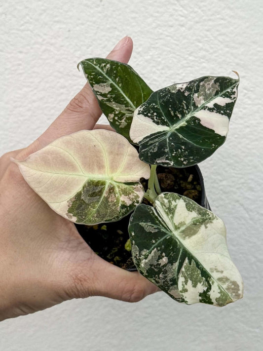 Alocasia Black Velvet Pink Pot 2 (PRE-ORDER)-NAP46