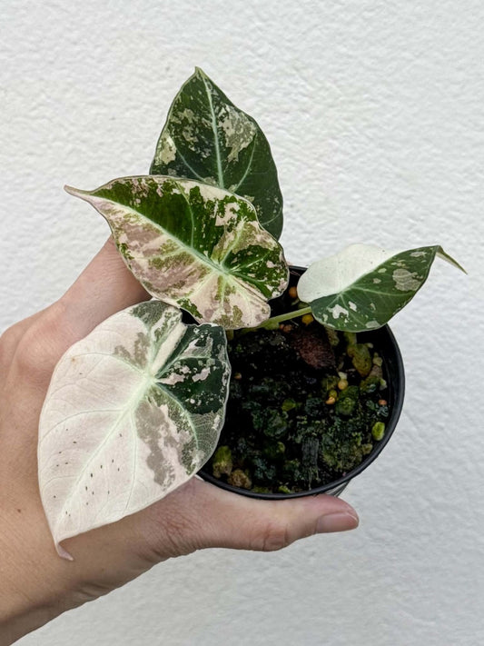 Alocasia Black Velvet Pink Pot 3 (PRE-ORDER)-NAP47
