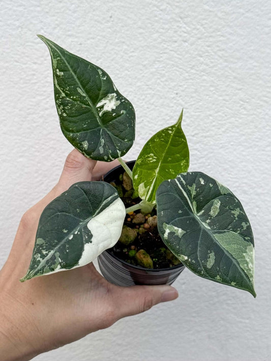 Alocasia Maharani Albo (PRE-ORDER)-NAP48