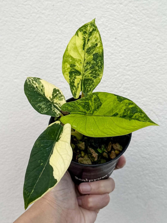 Alocasia Scalprum Bright Aurea (PRE-ORDER)-NAP51