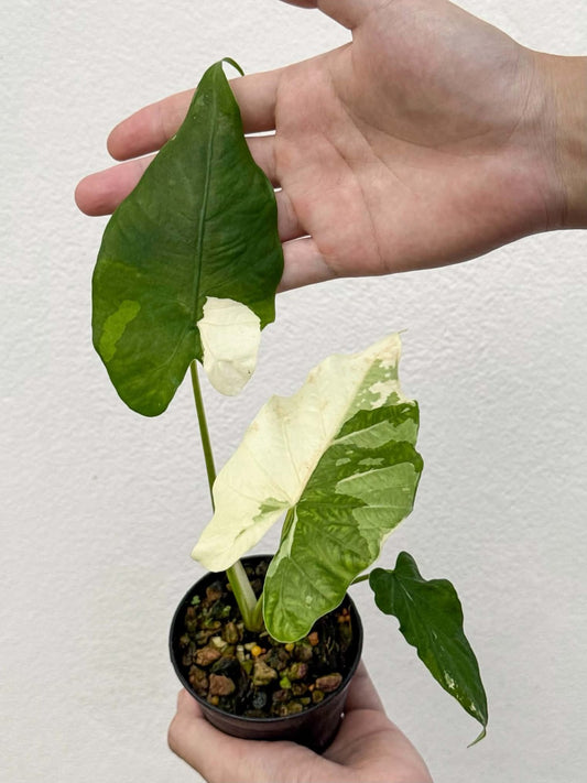 Alocasia Sp. Halabala Forest Albo (PRE-ORDER)-NAP52