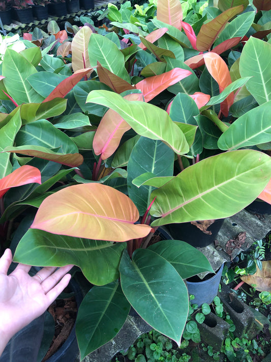 Philodendron Orange Congo (Pre-Order)