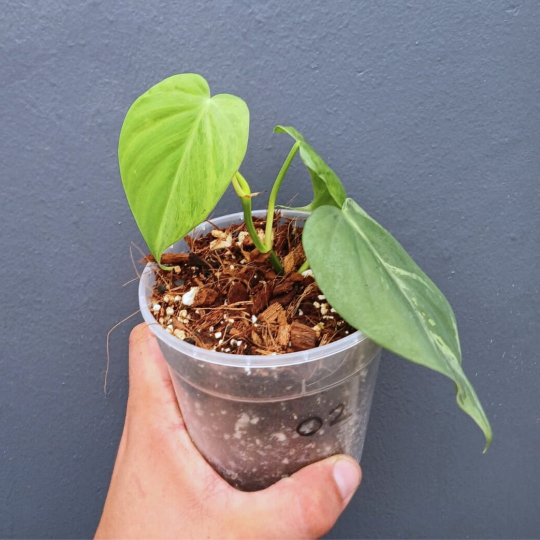 Philodendron Headraceum Variegated