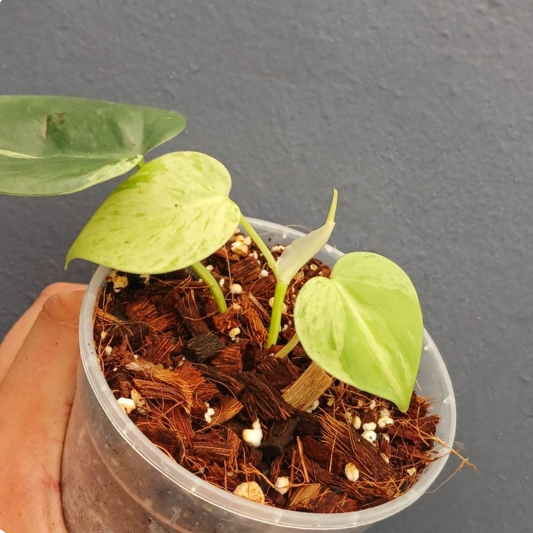 Philodendron Headraceum Variegated