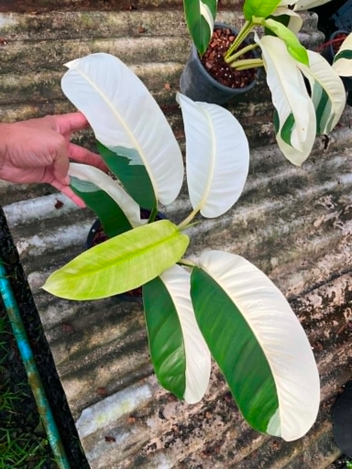 Epipremnum Giganteum Albo Variegated