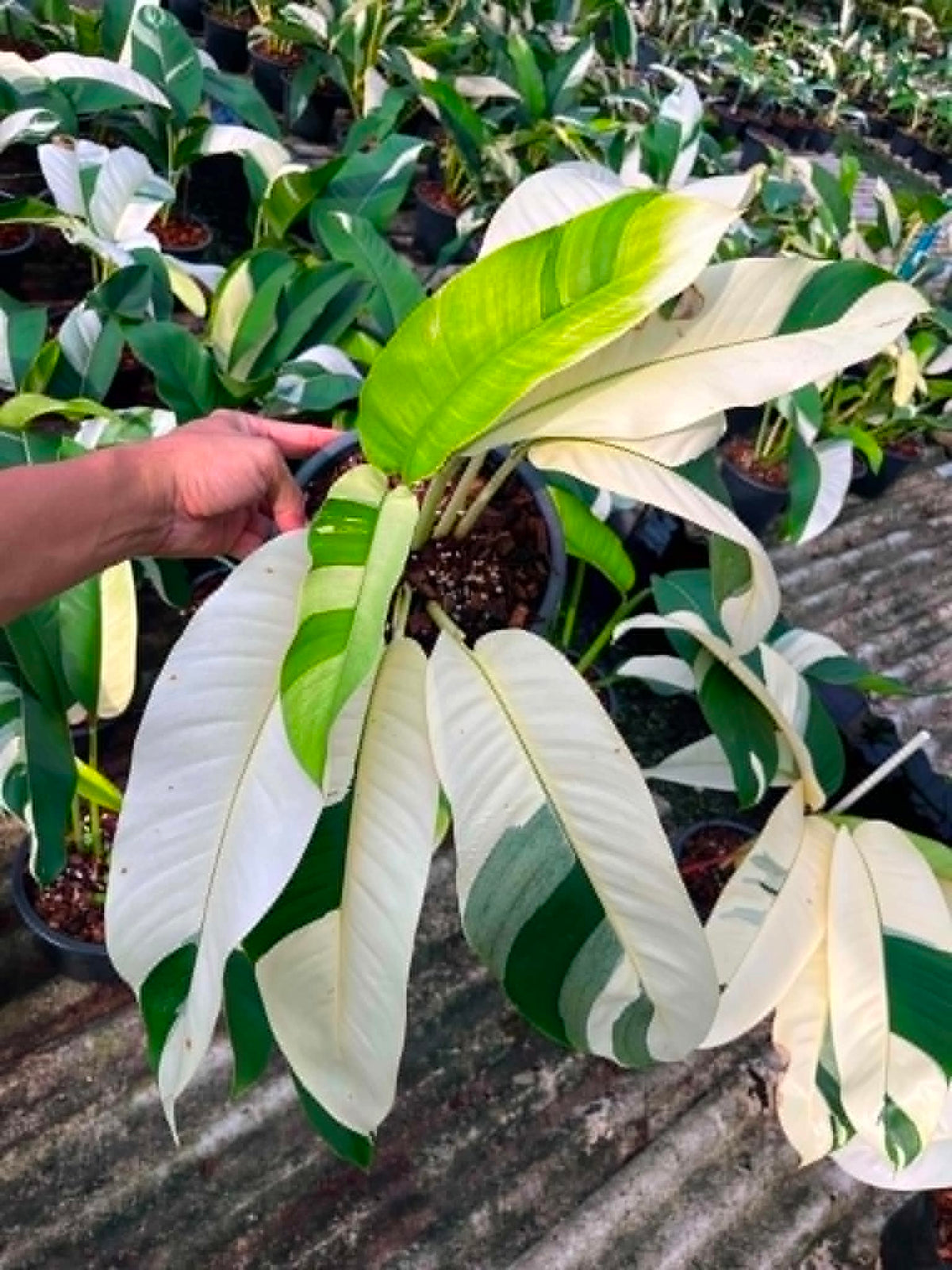 Epipremnum Giganteum Albo Variegated