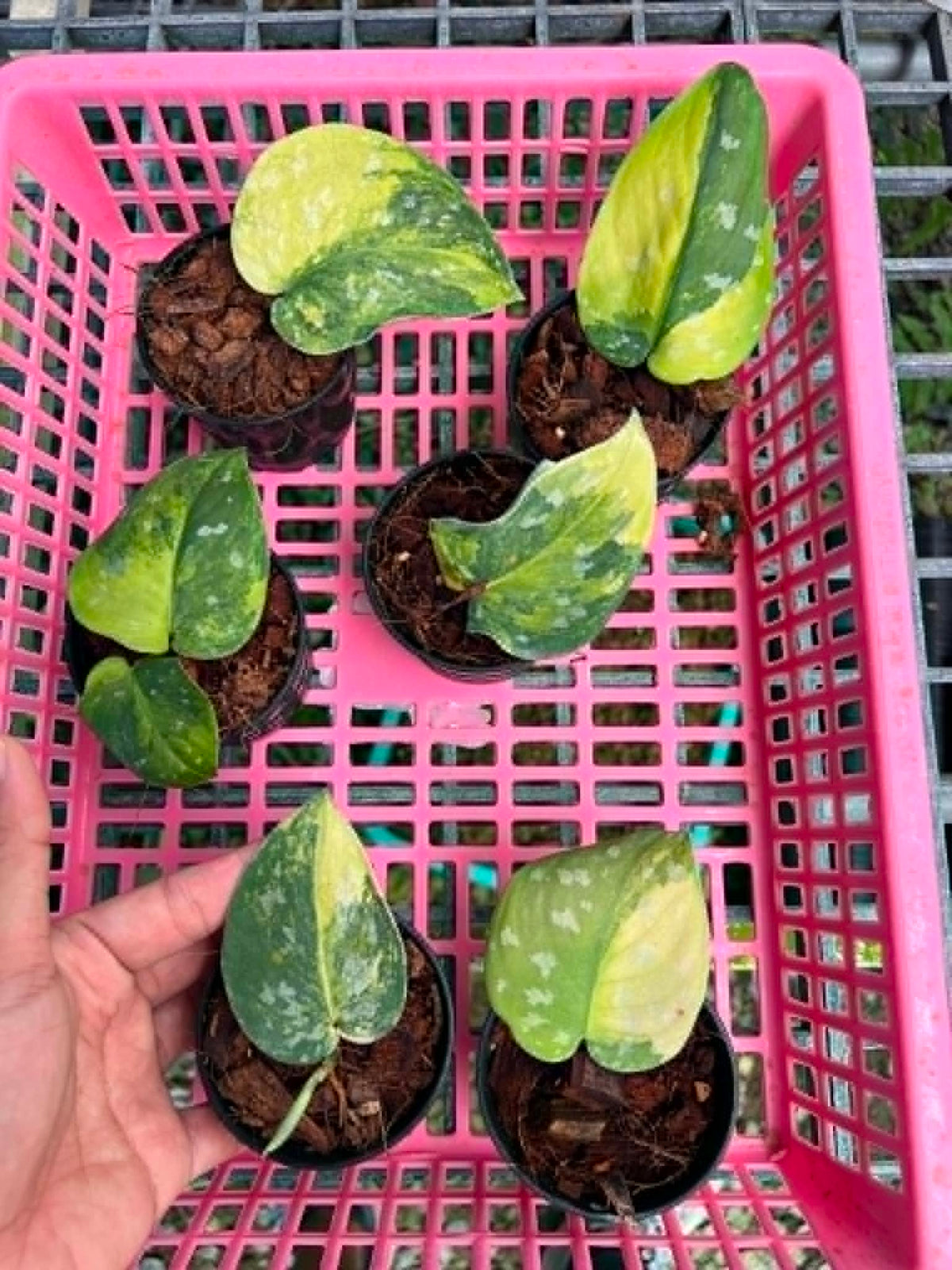 Scindapsus Sentarum