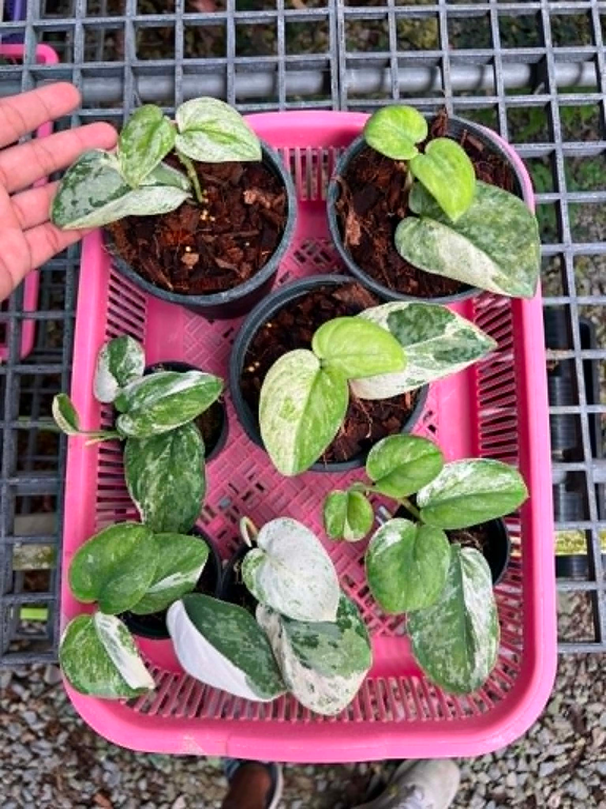 Scindapsus Acintya
