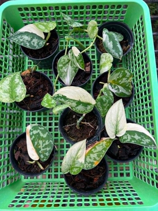 Scindapsus Mayari