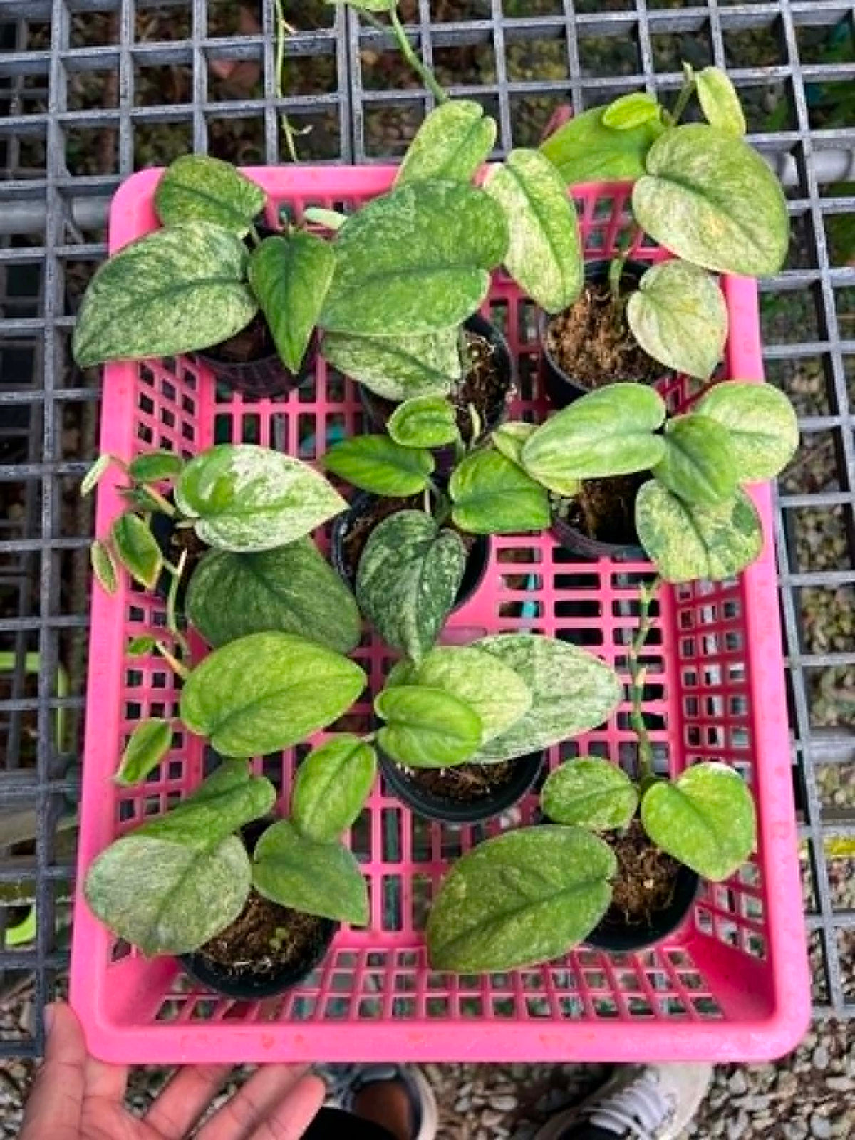 Scindapsus Cream Brulee