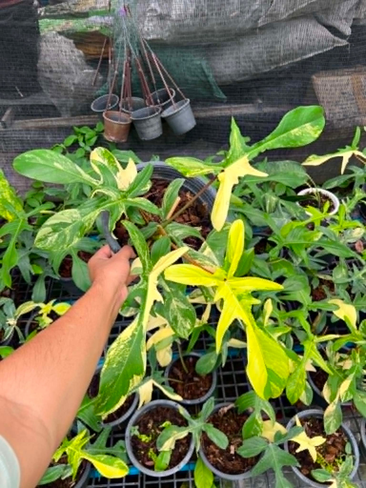 Philodendron Florida Beauty