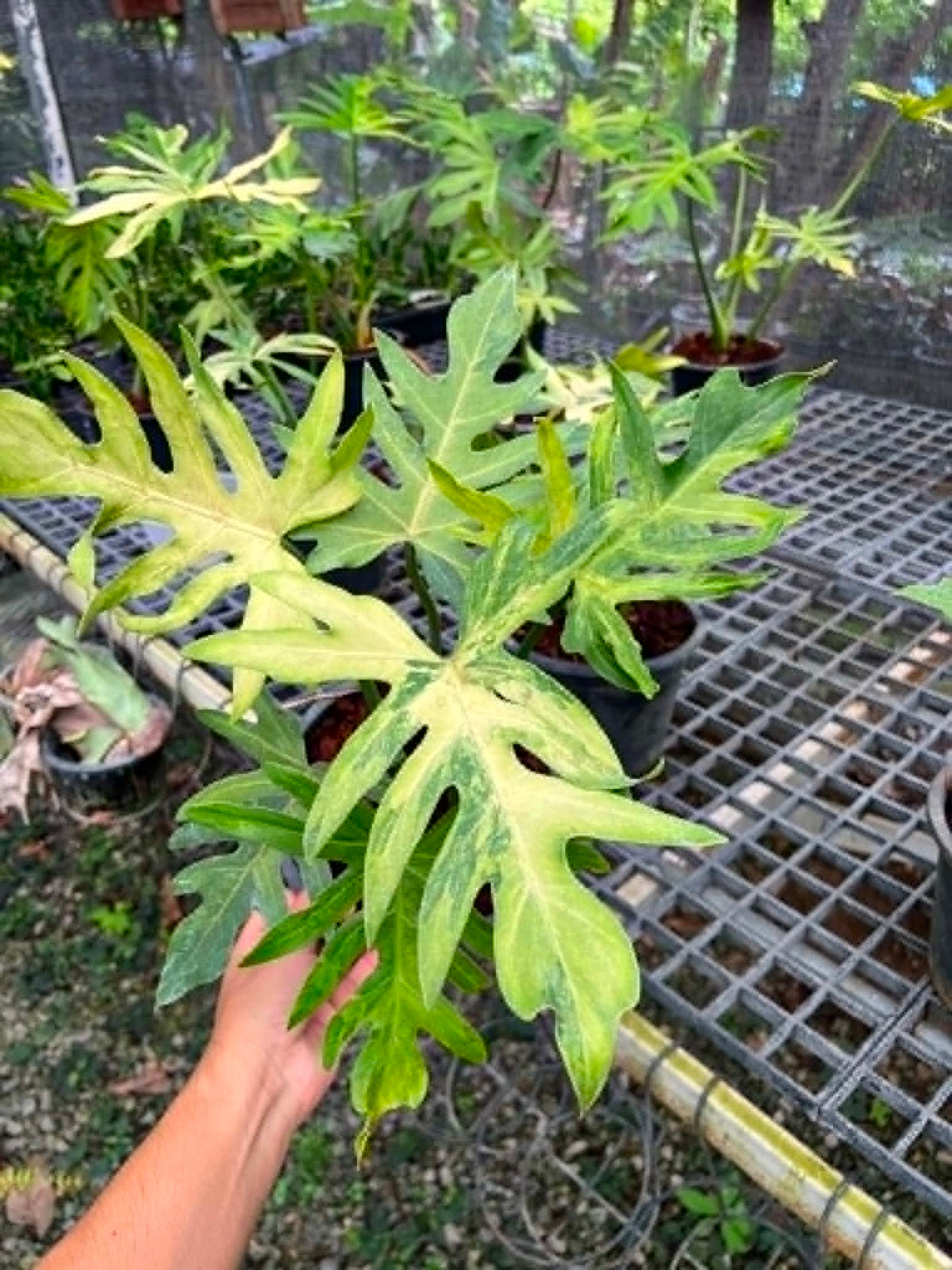 Philodendron Radiatum Variegated