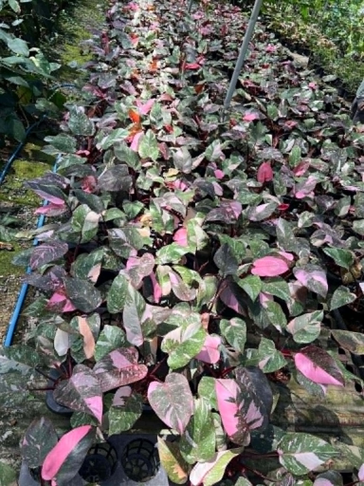 Philodendron Pink Galaxy