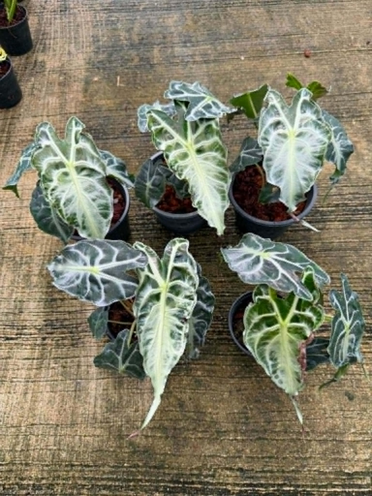Alocasia Venom