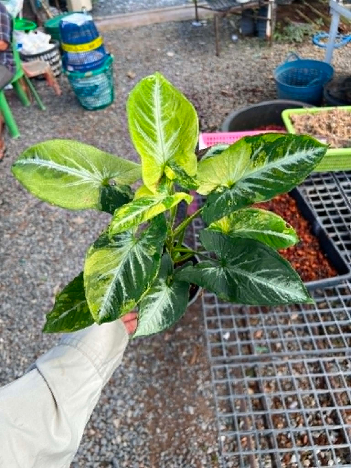Syngonium Scrambled Egg