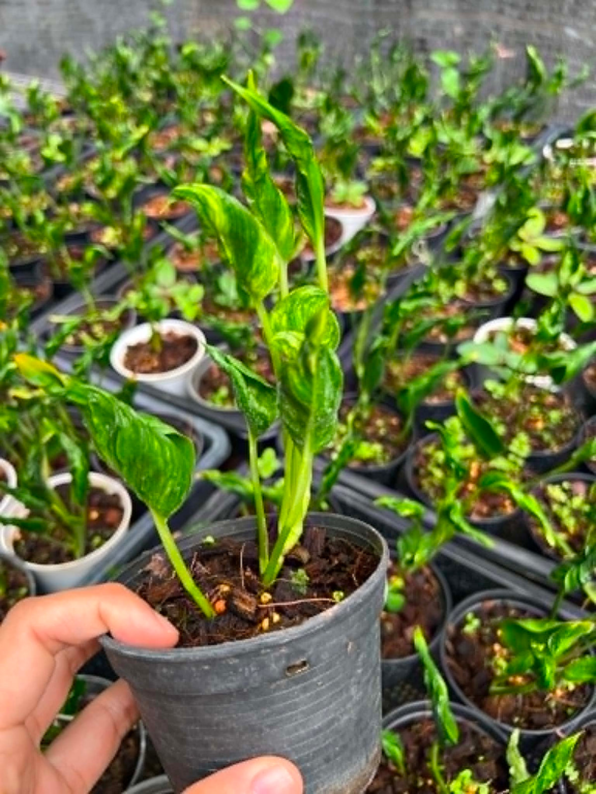 Epipremnum Shangri La