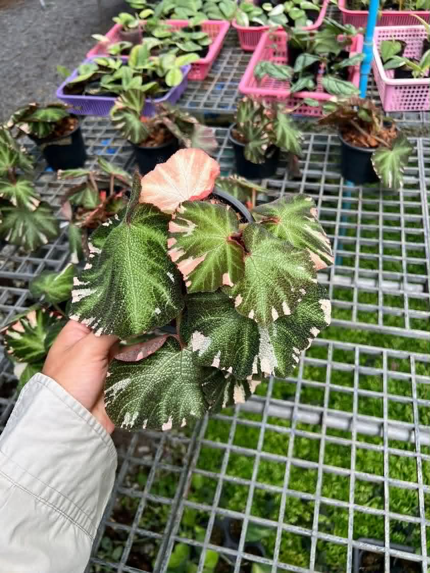 Begonia Soli-mutata