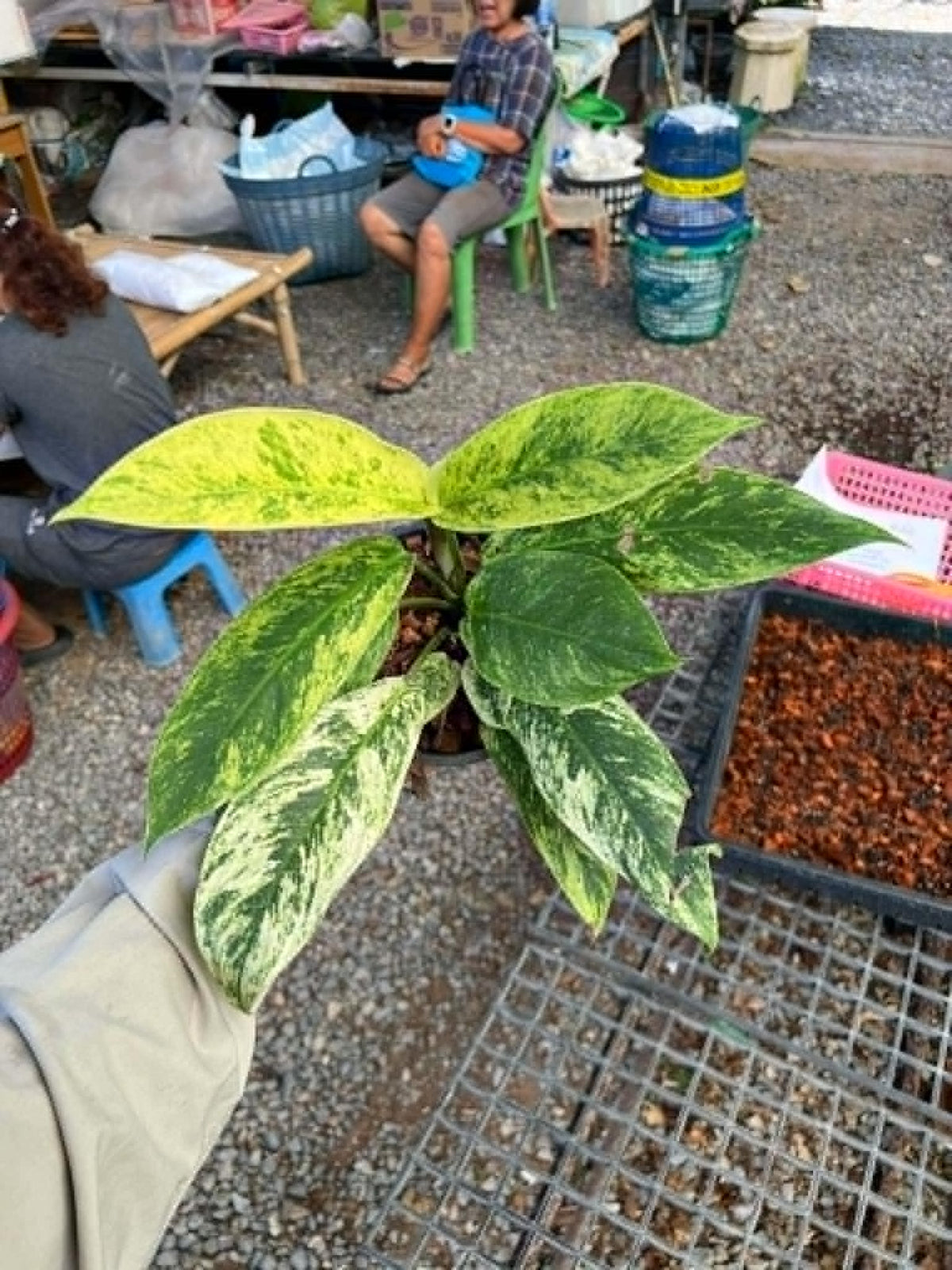 Rhaphidophora Elliptifolia Variegated