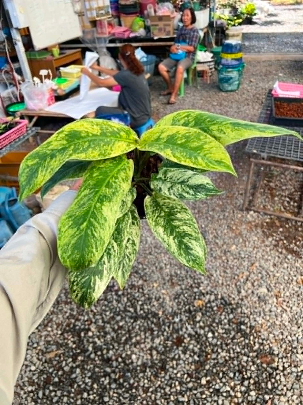Rhaphidophora Elliptifolia Variegated