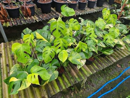 Monstera Aurea