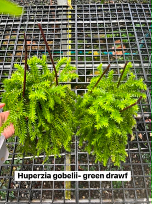 Huperzia Gobelii Green Dwarf 5.5in