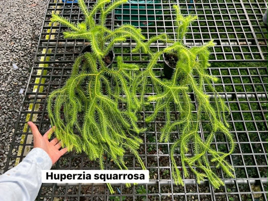 Huperzia Squarrosa 5.5in