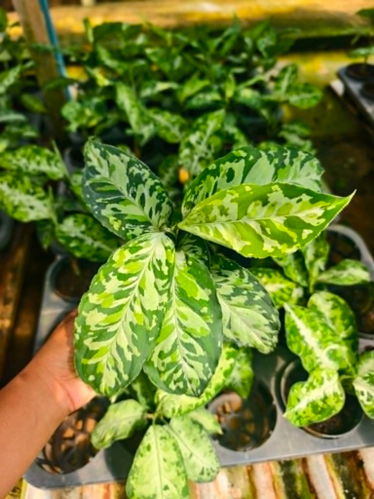Aglaonema Pictum Tricolor