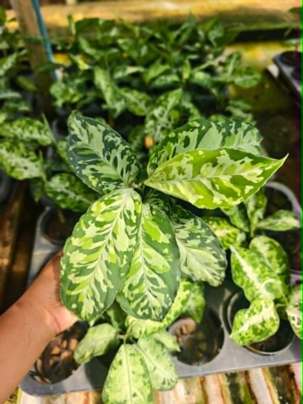 Aglaonema Pictum Tricolor