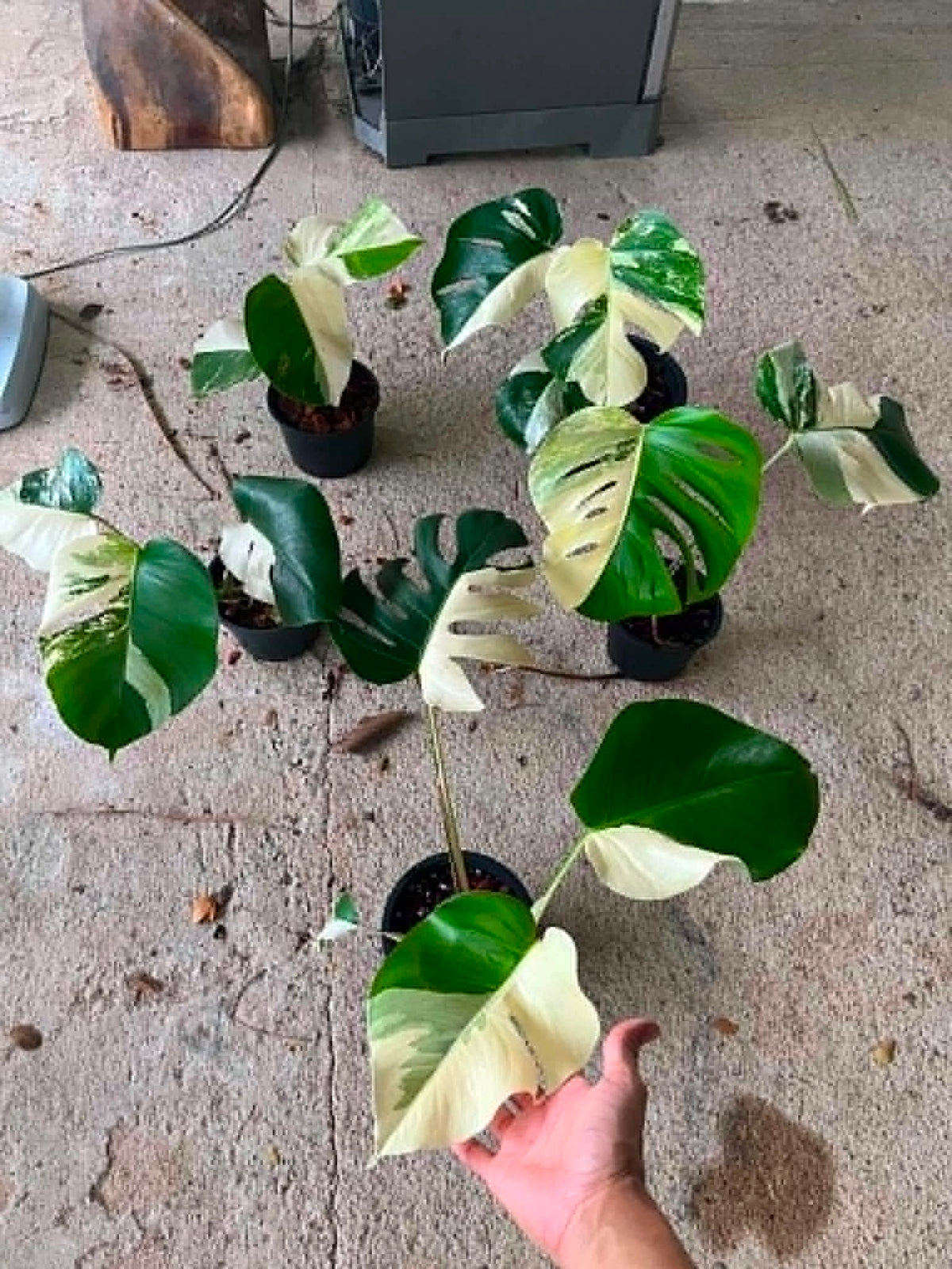 Monstera Albo