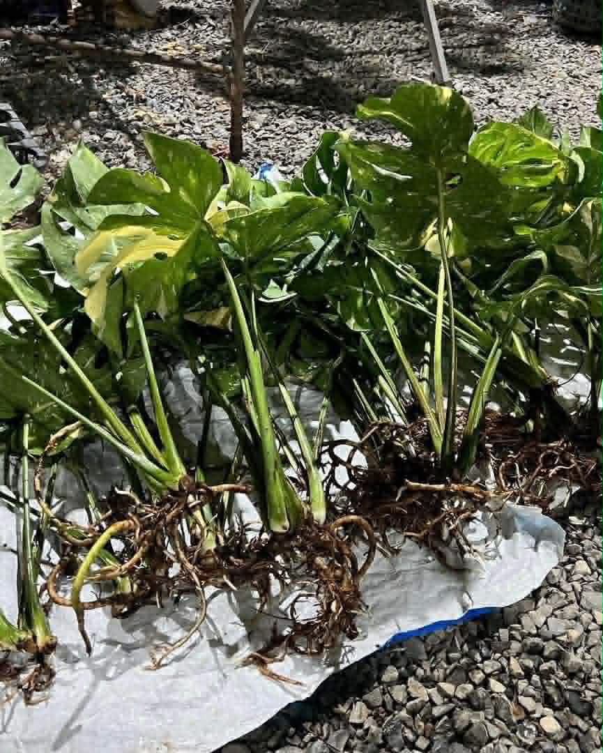 Monstera Thai Constellation