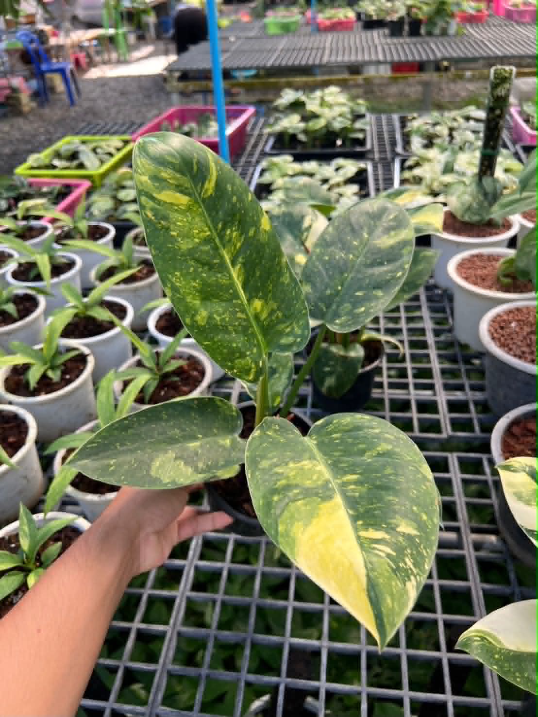 Philodendron Green Congo Hybrid
