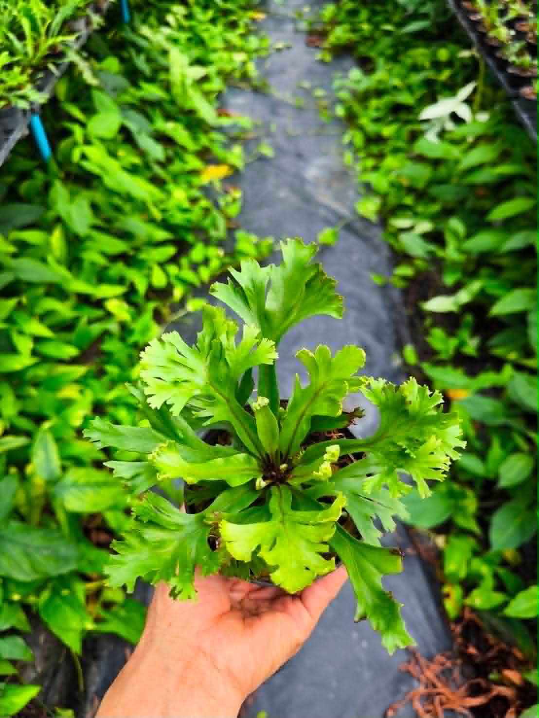 Asplenium Nidus Philippines