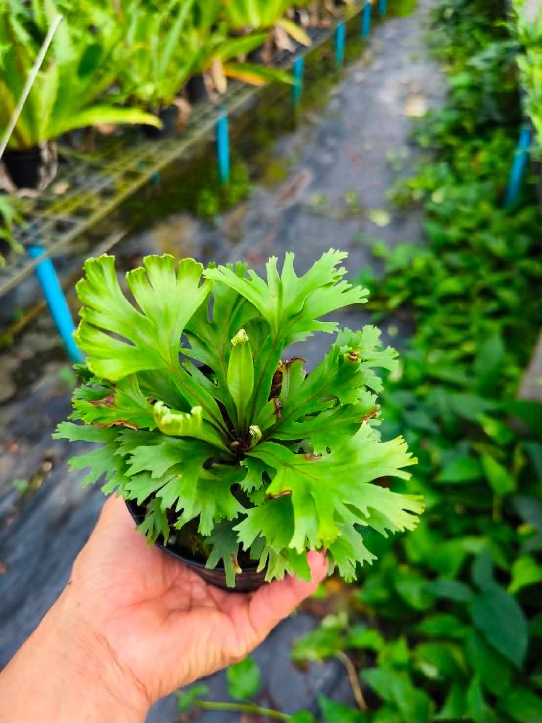 Asplenium Nidus Philippines