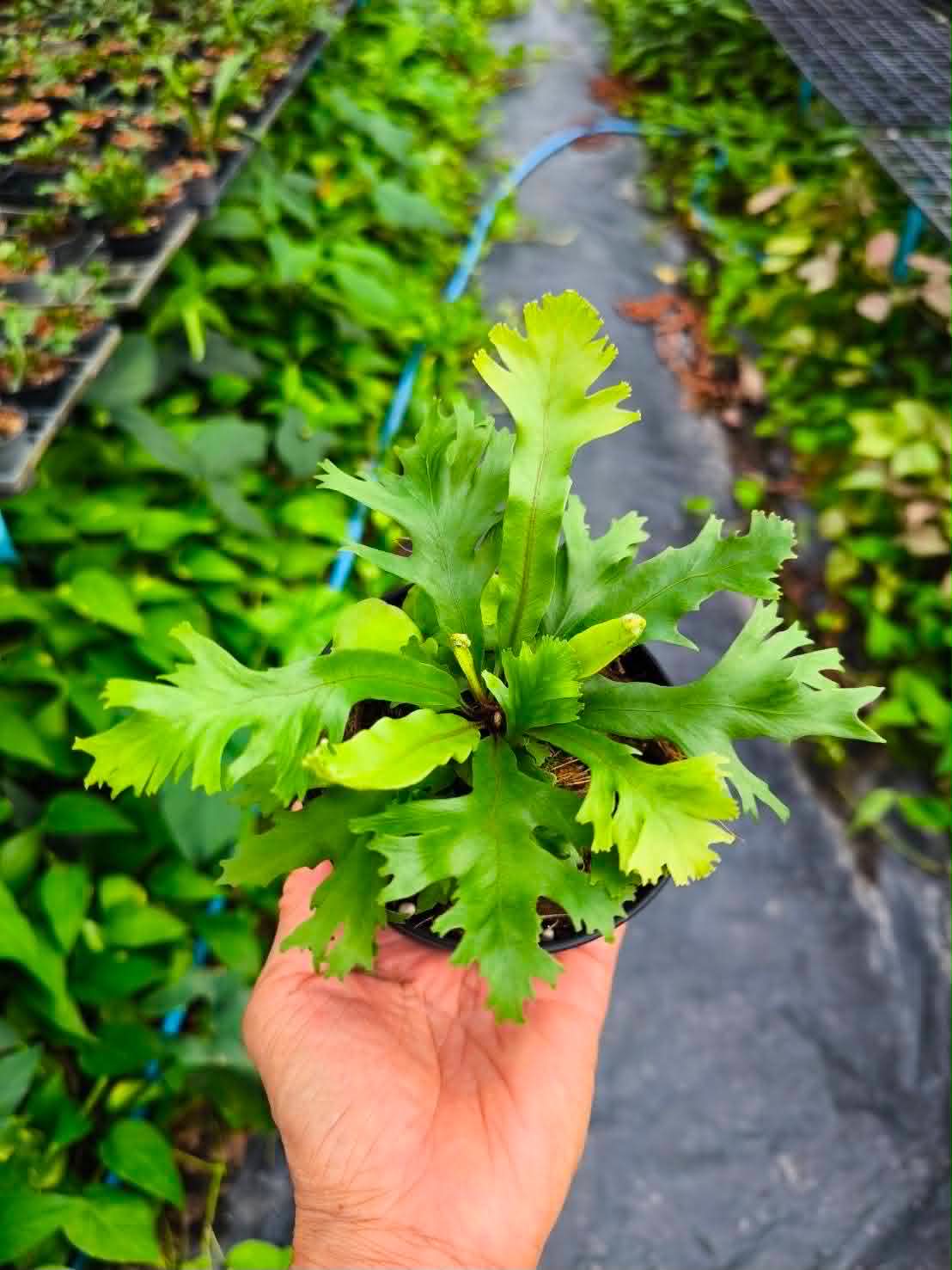 Asplenium Nidus Philippines