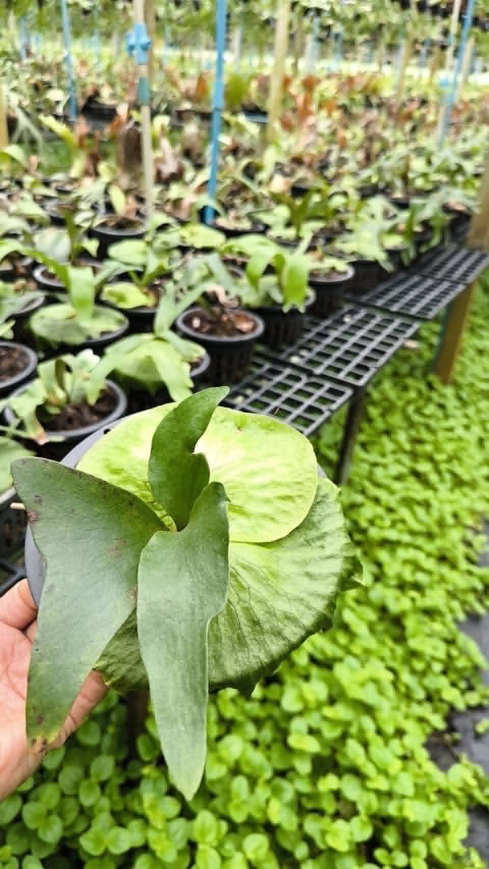 Platycerium Horn Surprise 6in